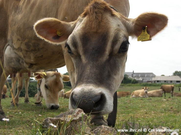 Jersey © Cor van Rossum.jpg