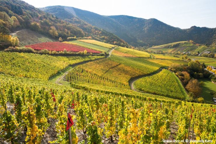 Blick über die herbstlichen Weinhänge an der Ahr © Dominik Ketz.jpg