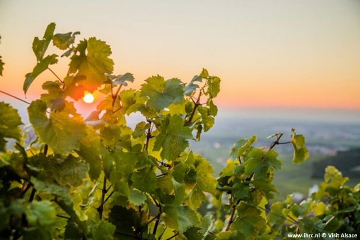 Elzas vignes © Visit Alsace.jpg